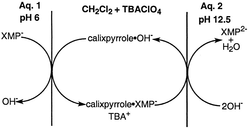 Scheme 5