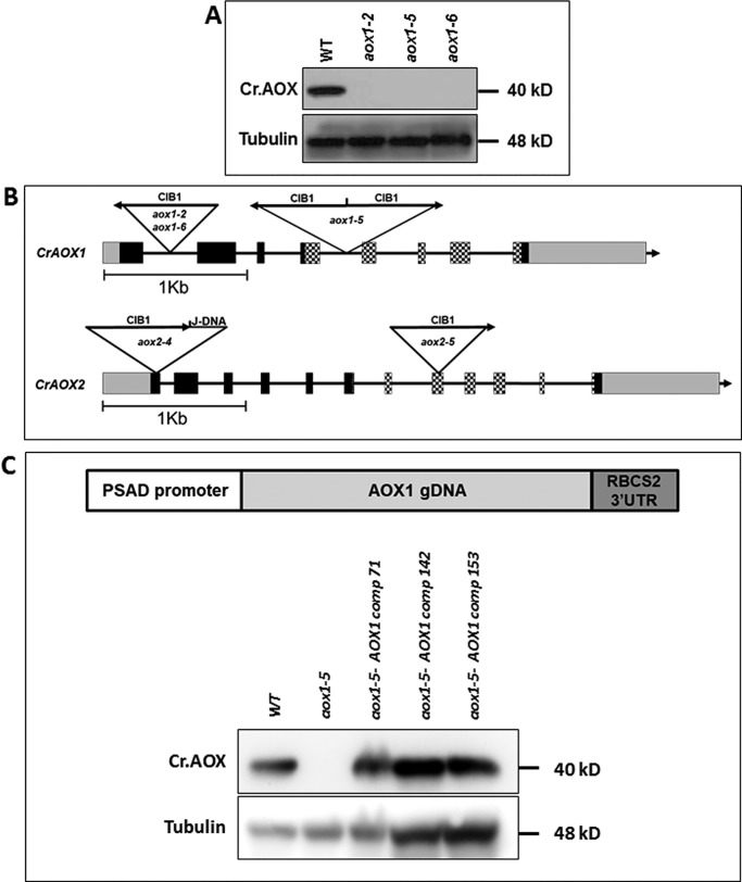 Figure 2.