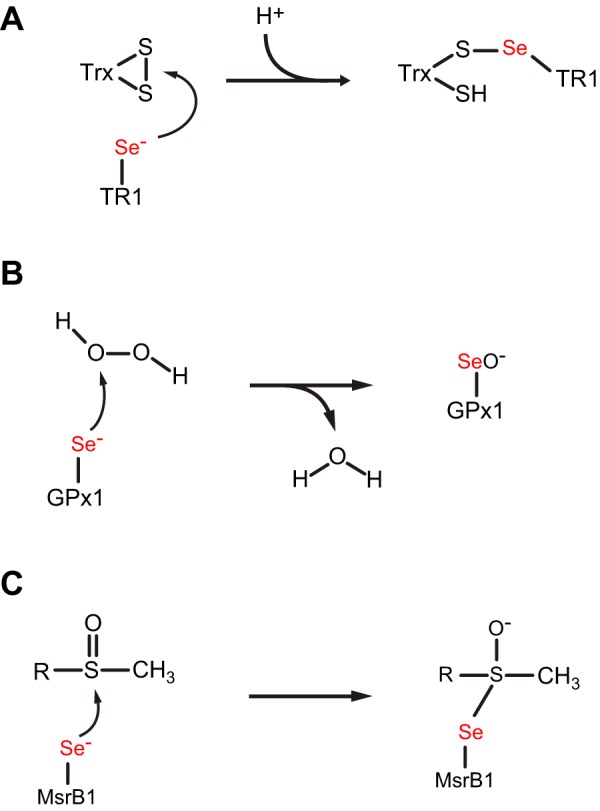 FIGURE 8.