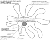 Fig. (3)