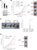 graphic file with name CAS-111-1254-g007.jpg
