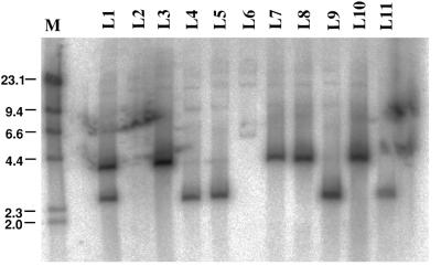 FIG. 3