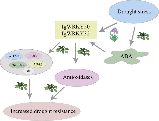 FIGURE 13