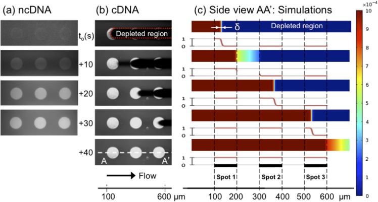 FIG. 2.