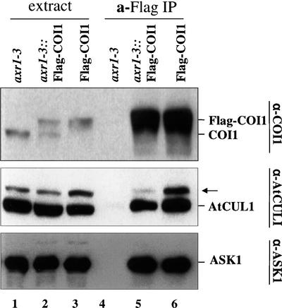 Figure 7.