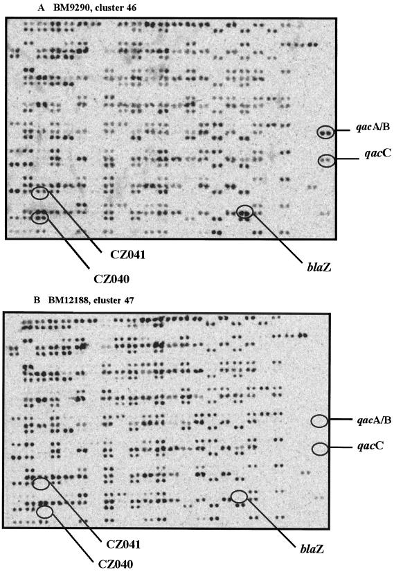 FIG. 2.