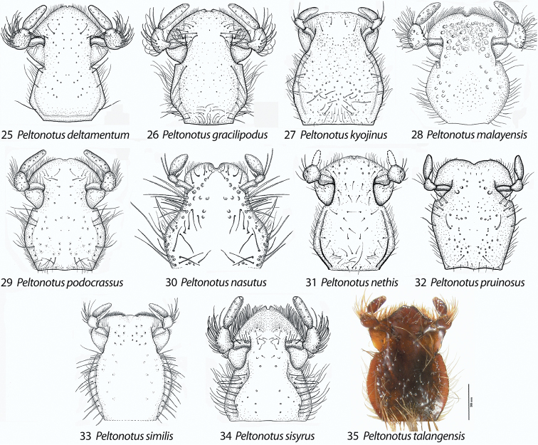 Figures 25–35.