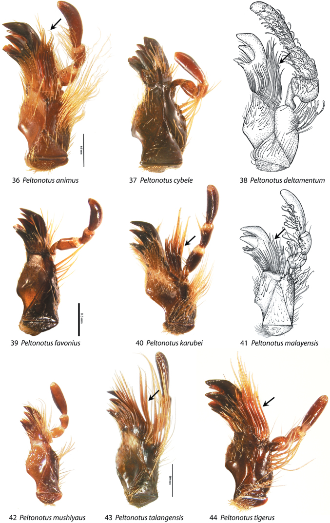 Figures 36–44.