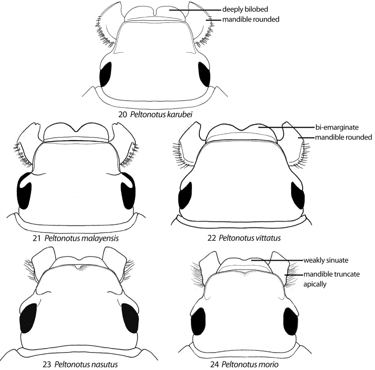 Figures 20–24.