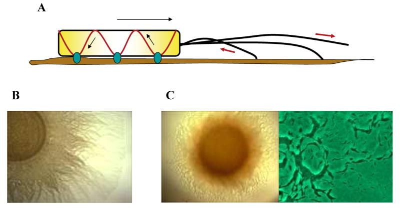 Fig 1