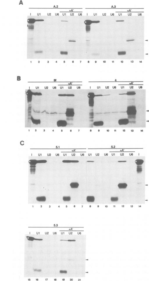 Fig.5