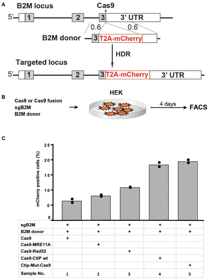 FIGURE 4