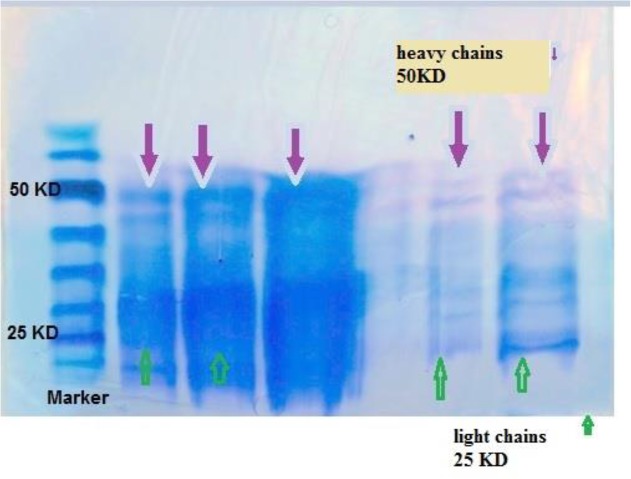 Fig. 3: