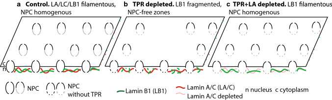 Fig. 7