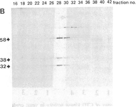 graphic file with name pnas00250-0193-d.jpg