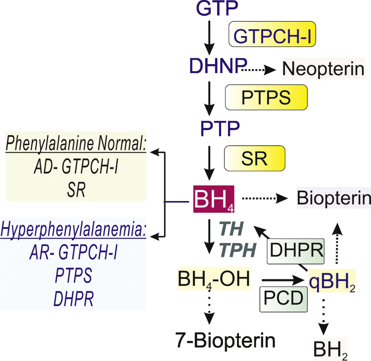 Fig. 1