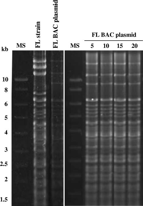 FIG. 3.