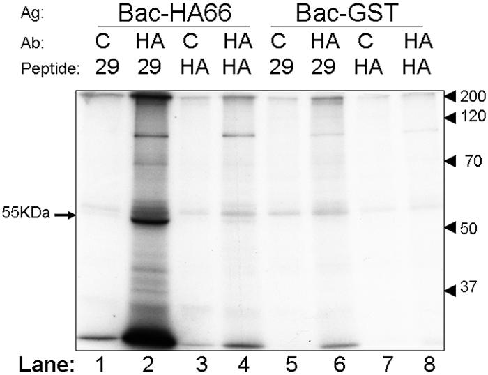 FIG. 8.