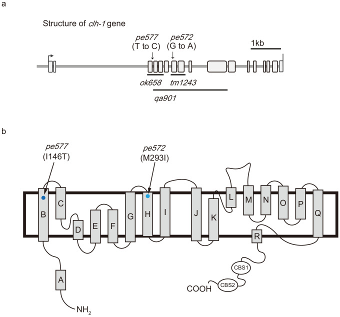 Figure 1—figure supplement 2.