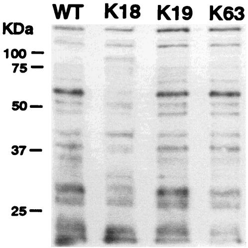 FIG. 5.