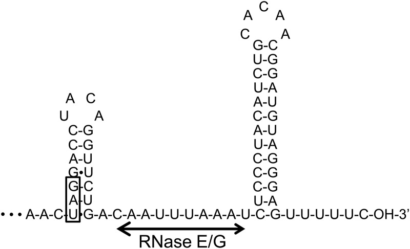 Fig 5