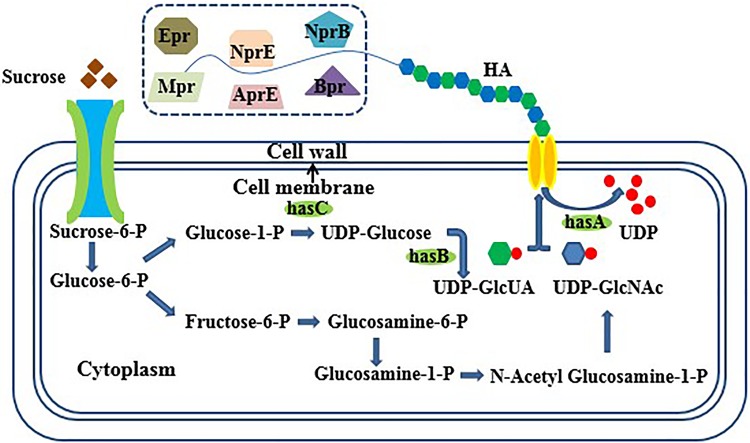 Fig. 1