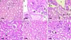 Fig. 10