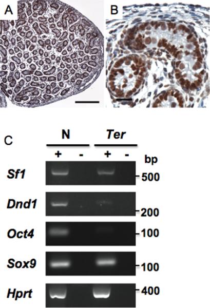 Fig.2