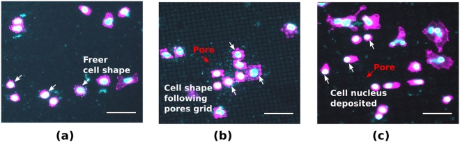 Figure 7