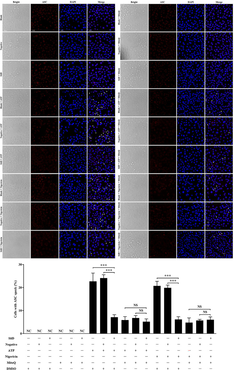 Fig 10