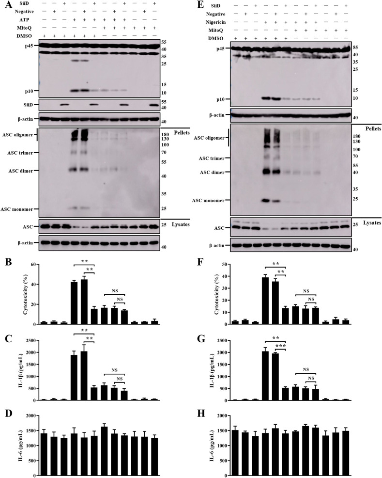 Fig 9