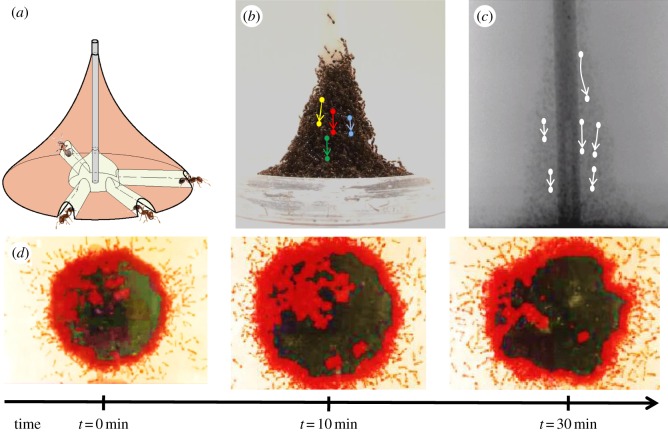 Figure 6.