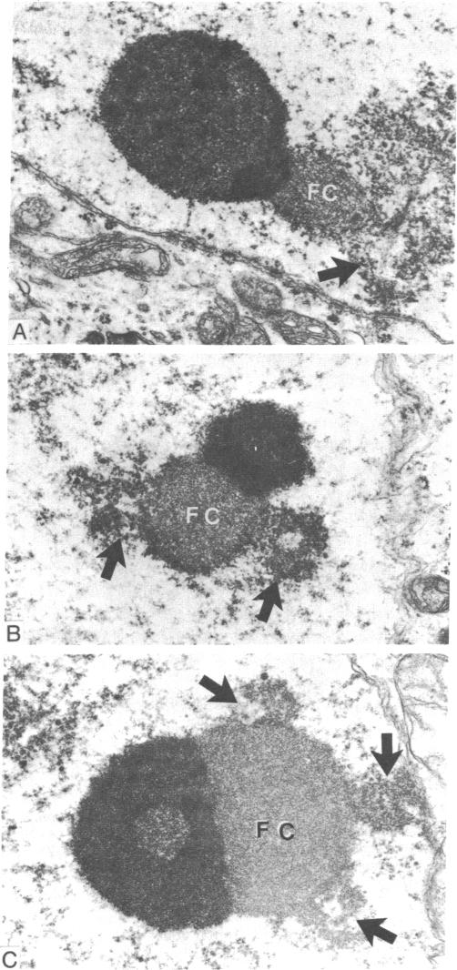 graphic file with name pnas00497-0480-a.jpg