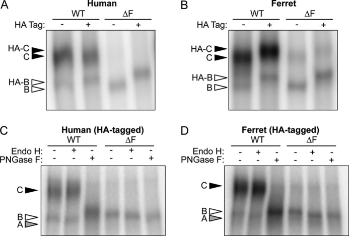 FIGURE 1.