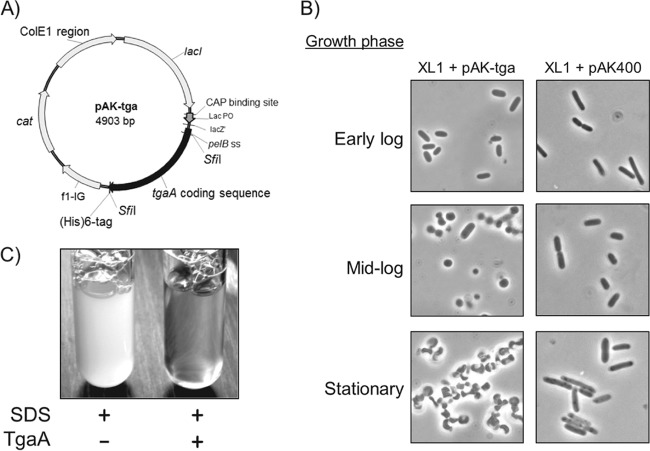 FIG 4