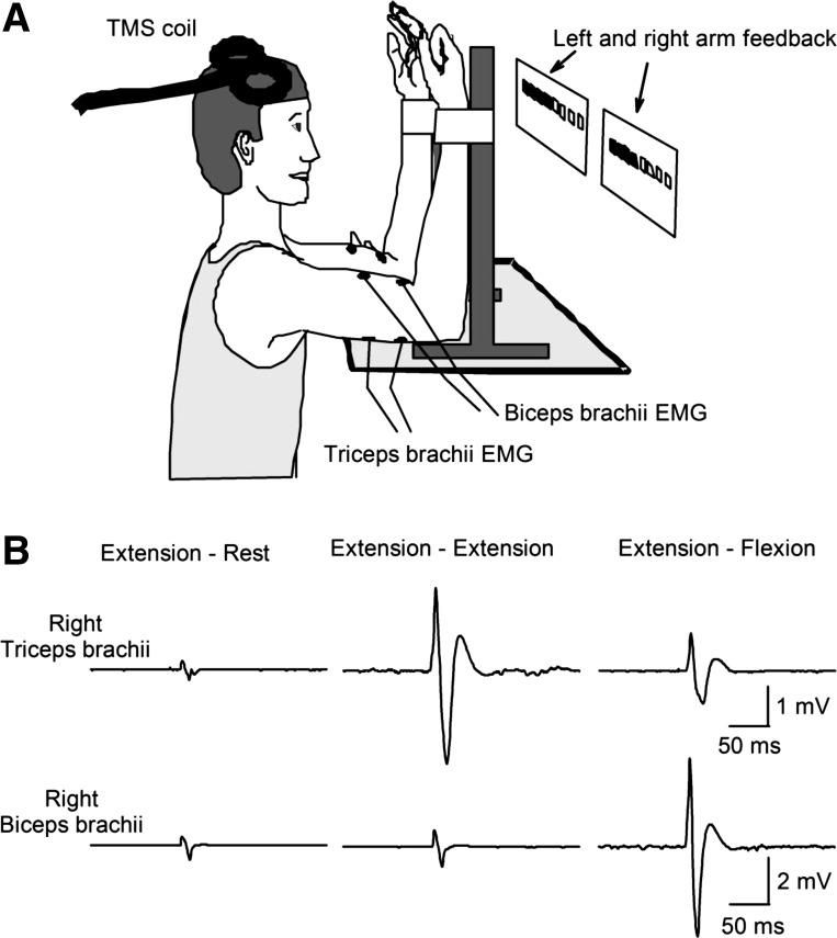 Fig. 1.