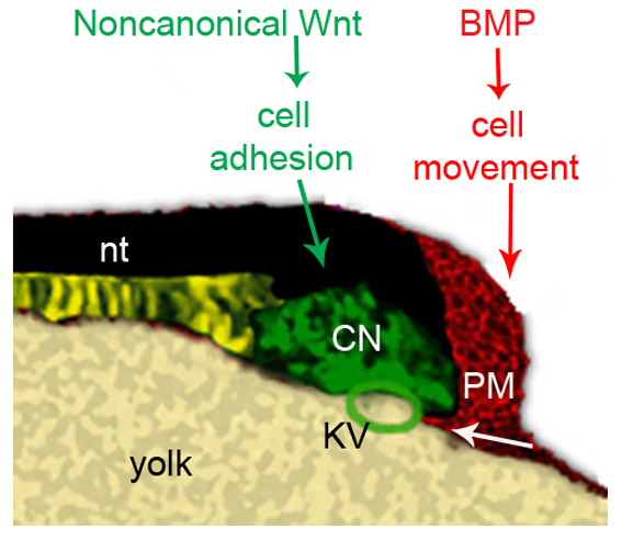 Fig. 8.