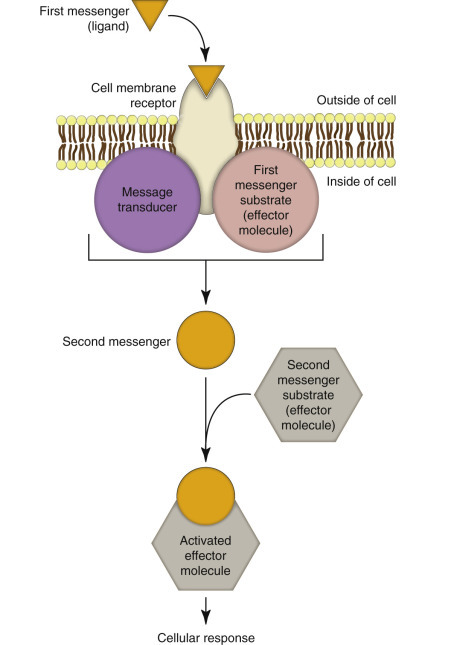 E-Figure 1-1