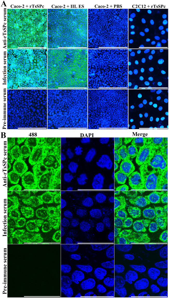 Fig 13