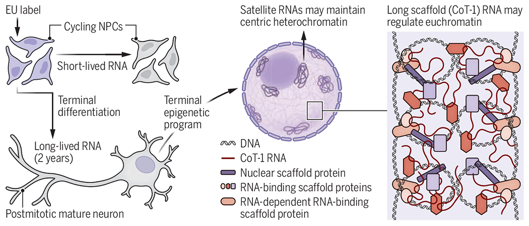 graphic file with name nihms-2010650-f0001.jpg