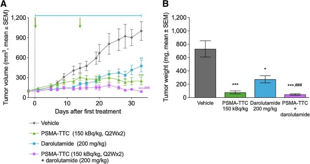 Figure 4. Darolutamide shows enhanced antitumor efficacy in combination with PSMA-TTC in the KUCaP-1 prostate cancer PDX model. Male CB17-Scid mice (n = 10 mice/group) were treated with vehicle, 150 kBq/kg PSMA-TTC every 2 weeks (Q2W) × 2, intravenous, total protein dose 0.43 mg/kg, treatment days indicated with green arrows), 200 mg/kg darolutamide (once daily, orally, treatment period indicated with a blue bar) or their combination. A, Growth curves of KUCaP-1 PDX tumors. B, KUCaP-1 tumor weights at the end of the study. Statistical analyses were performed using linear models followed by Sidak method. *, P < 0.05; **, P < 0.01; ***, P < 0.001 in comparison with vehicle on day 33; ###, P < 0.001 in comparison with darolutamide monotherapy on day 33.