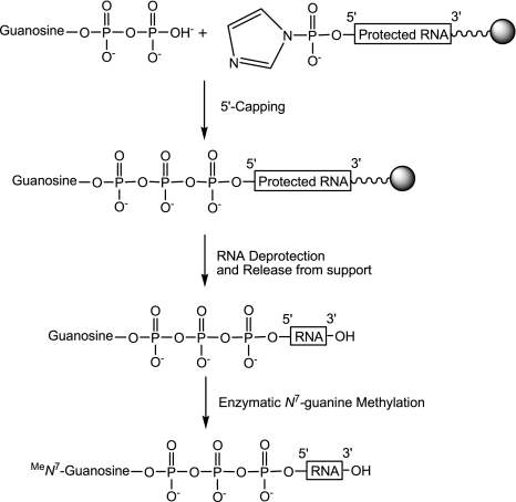 SCHEME 1.