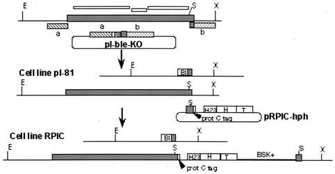 FIG. 1.