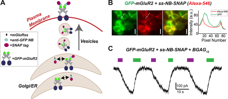 Figure 4.