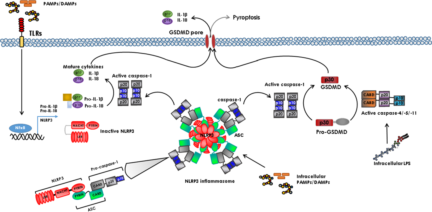 Figure 2: