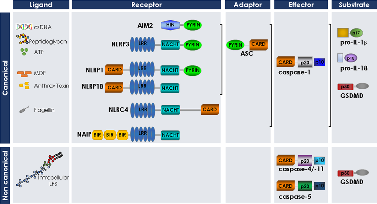 Figure 1: