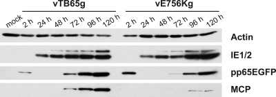 FIG. 7.