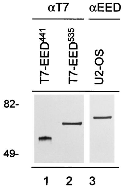 FIG. 5