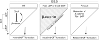 Fig 7