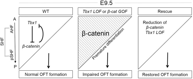 Fig 7